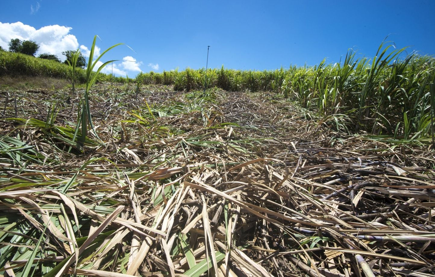 Guadeloupe : la sécheresse menace la récolte de canne à sucre en raison de conditions climatiques extrêmes