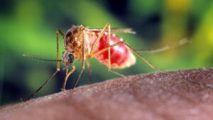 Hausse des cas de virus West Nile en Occitanie : 16 cas recensés depuis mai