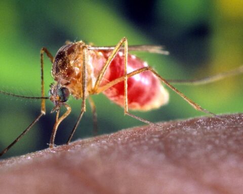 Hausse des cas de virus West Nile en Occitanie : 16 cas recensés depuis mai
