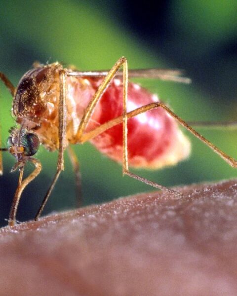 Hausse des cas de virus West Nile en Occitanie : 16 cas recensés depuis mai