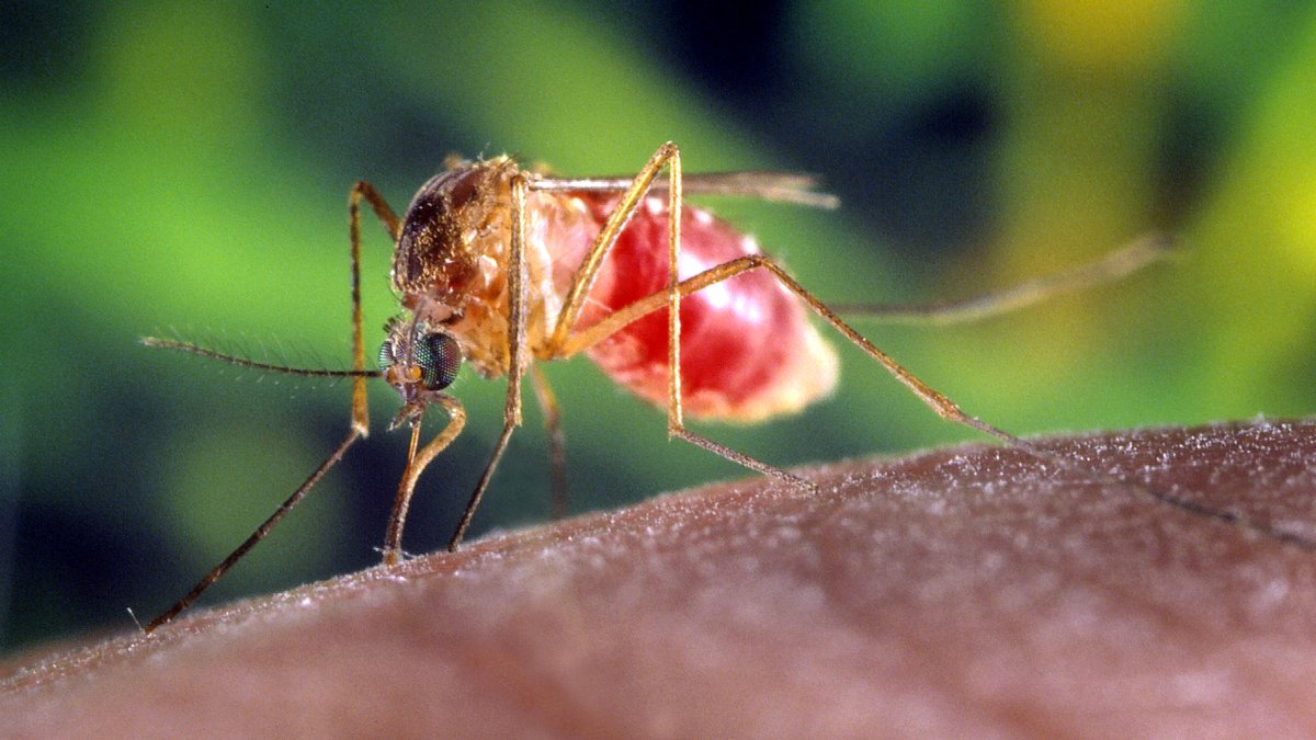Hausse des cas de virus West Nile en Occitanie : 16 cas recensés depuis mai