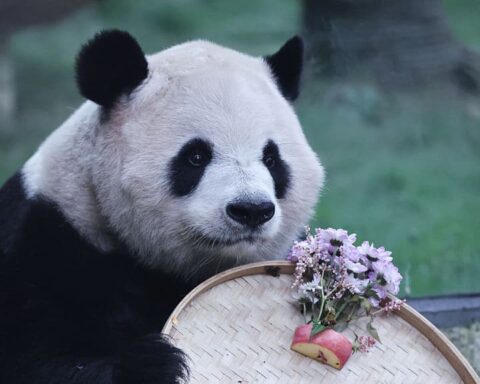 La diplomatie des pandas de la Chine a-t-elle perdu de son attrait ?