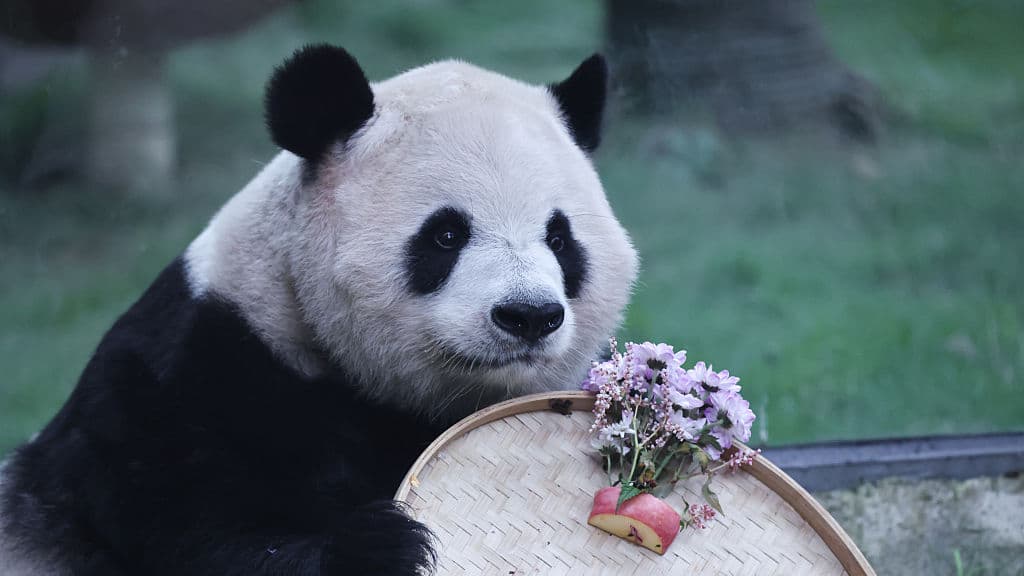 La diplomatie des pandas de la Chine a-t-elle perdu de son attrait ?