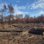 La forêt de Fontainebleau se transforme deux mois après l'incendie ayant ravagé 2.000 hectares