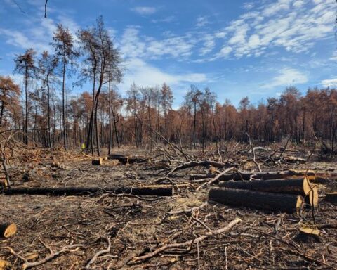 La forêt de Fontainebleau se transforme deux mois après l'incendie ayant ravagé 2.000 hectares