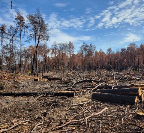 La forêt de Fontainebleau se transforme deux mois après l'incendie ayant ravagé 2.000 hectares