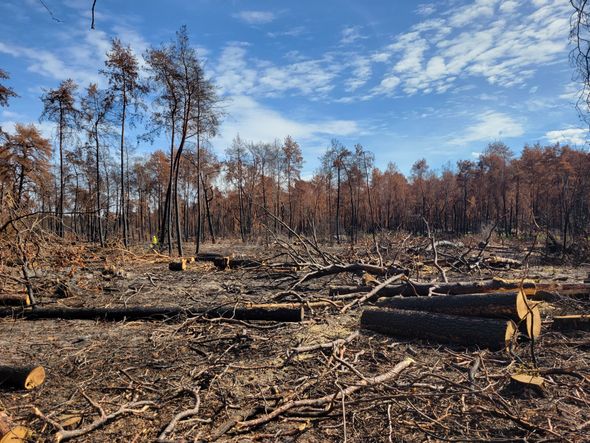 La forêt de Fontainebleau se transforme deux mois après l'incendie ayant ravagé 2.000 hectares