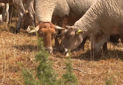 La méfiance persiste chez les agriculteurs face au plan d'aide du gouvernement de 1 milliard d'euros