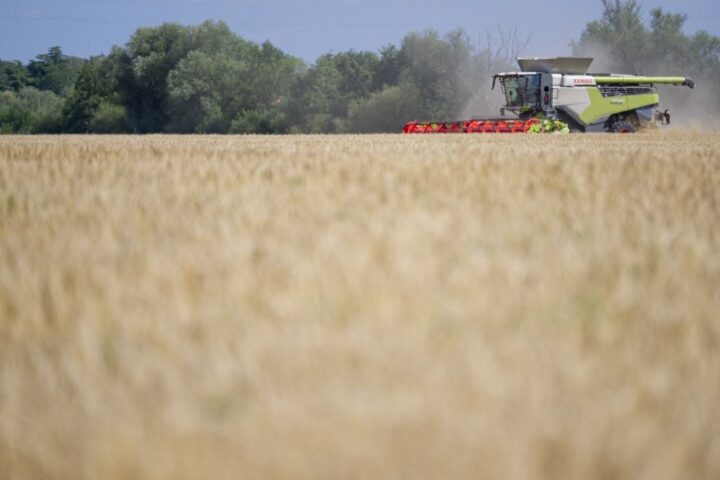 La ministre de l'Agriculture autorise un herbicide interdit pendant 120 jours, des ONG portent plainte