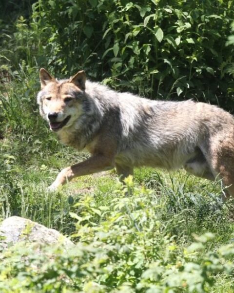 La ministre de l’Agriculture propose d'équiper certains loups de GPS pour alerter les éleveurs