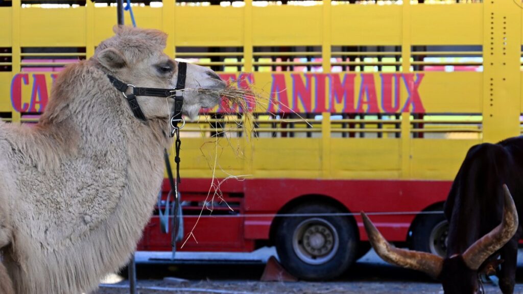 Le cirque Zavatta à Anglet : des tensions autour de l'interdiction des animaux sauvages dans les cirques itinérants