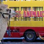 Le cirque Zavatta à Anglet : des tensions autour de l'interdiction des animaux sauvages dans les cirques itinérants