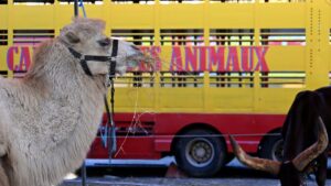 Le cirque Zavatta à Anglet : des tensions autour de l'interdiction des animaux sauvages dans les cirques itinérants