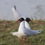 Le parc du Marquenterre en Somme enregistre une hausse de 15 % de sa fréquentation cet été