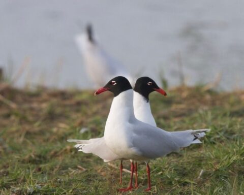 Le parc du Marquenterre en Somme enregistre une hausse de 15 % de sa fréquentation cet été