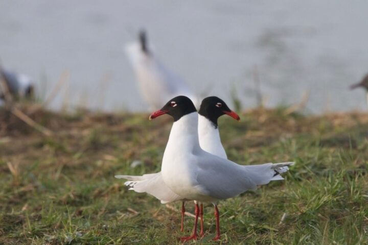 Le parc du Marquenterre en Somme enregistre une hausse de 15 % de sa fréquentation cet été