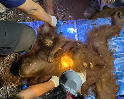 Les autorités indonésiennes évacuent deux orangs-outans menacés par des incendies à Bornéo