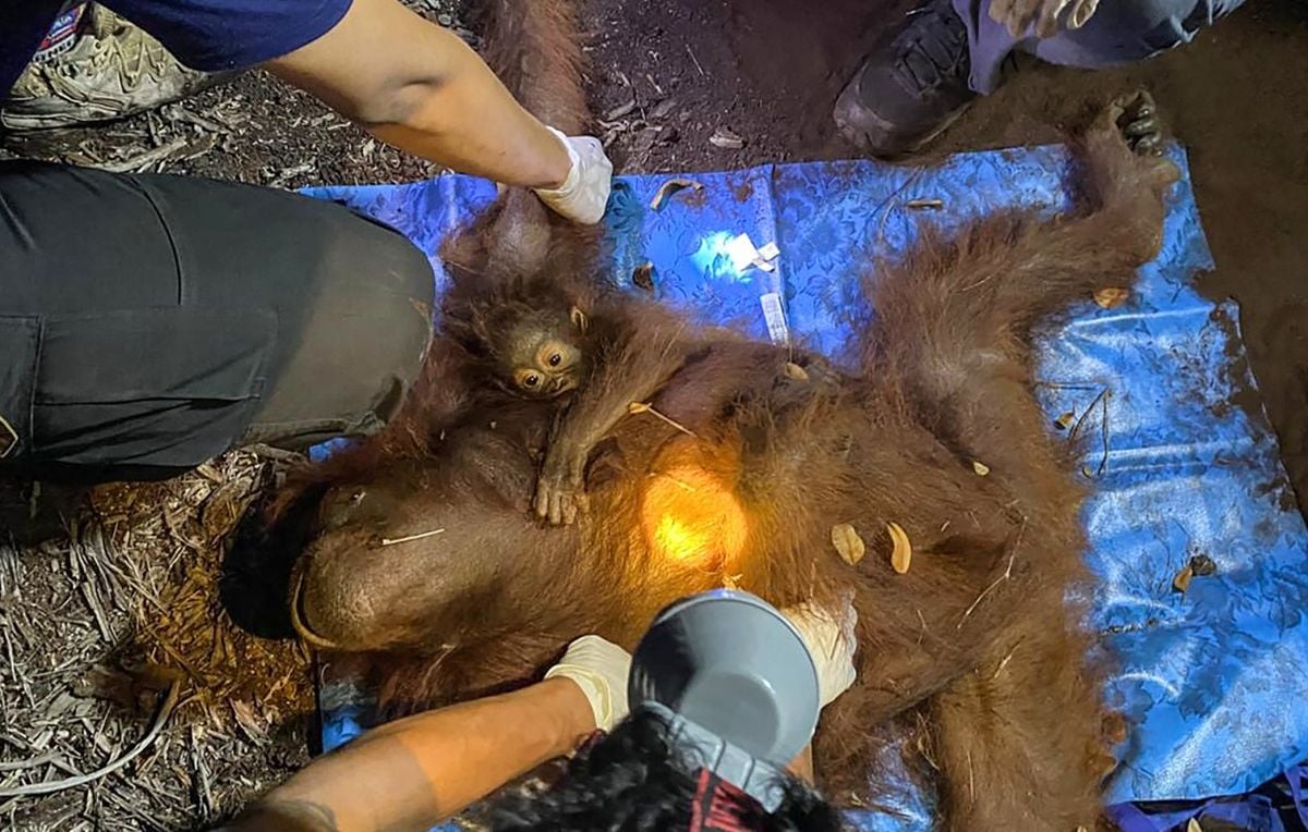 Les autorités indonésiennes évacuent deux orangs-outans menacés par des incendies à Bornéo