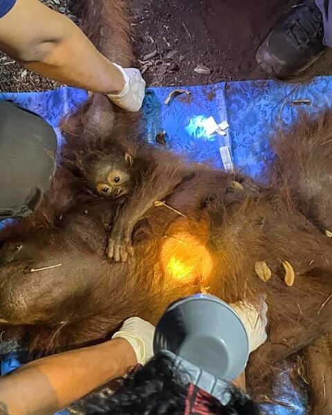 Les autorités indonésiennes évacuent une mère orang-outan et son petit menacés par des incendies à Bornéo
