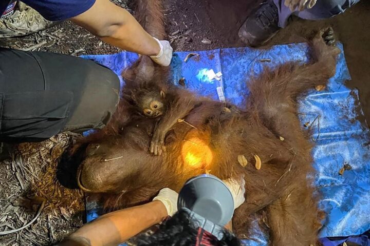 Les autorités indonésiennes évacuent une mère orang-outan et son petit menacés par des incendies à Bornéo