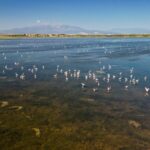 Plus de 11.500 flamants roses recensés à Canet-en-Roussillon, une année record pour l'espèce