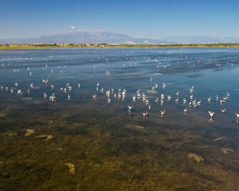 Plus de 11.500 flamants roses recensés à Canet-en-Roussillon, une année record pour l'espèce