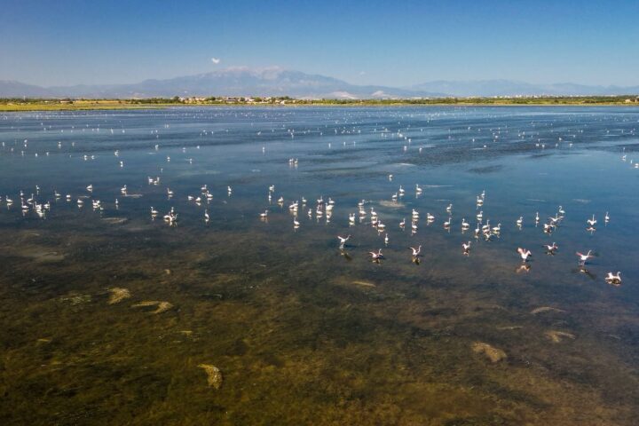 Plus de 11.500 flamants roses recensés à Canet-en-Roussillon, une année record pour l'espèce