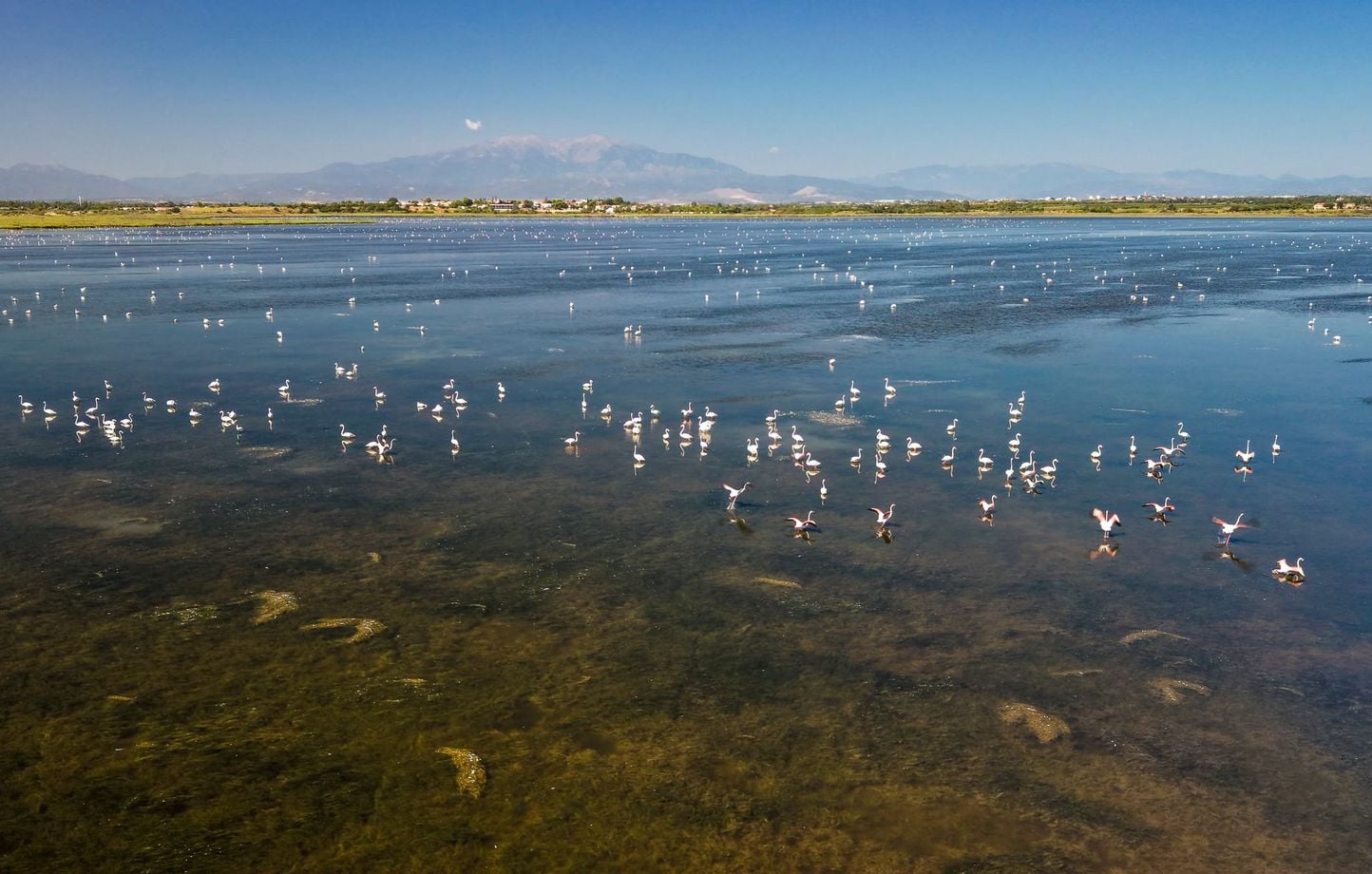 Plus de 11.500 flamants roses recensés à Canet-en-Roussillon, une année record pour l'espèce