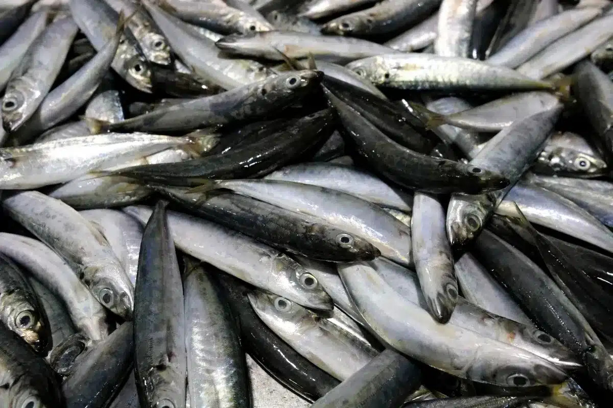 « Rappel massif de sardines en France : découvrez les marques et lots concernés »