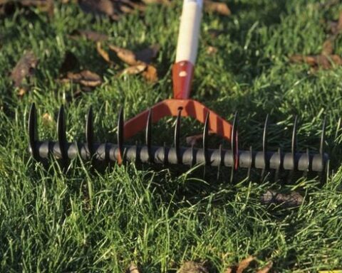 Retour à la verdure : comment revitaliser son gazon après un été de sécheresse historique en France