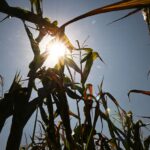 Sécheresse : la crise agricole perdure et exacerbe le mal-être des agriculteurs français