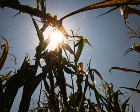 Sécheresse : la crise agricole perdure et exacerbe le mal-être des agriculteurs français