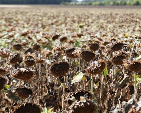 Sécheresse : le gouvernement débloque des aides d’urgence pour les agriculteurs en France
