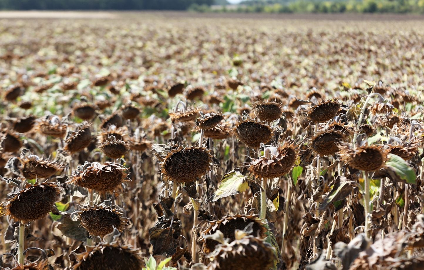 Sécheresse : le gouvernement débloque des aides d’urgence pour les agriculteurs en France