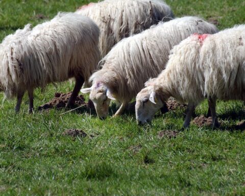 Un automobiliste en Italie fonce délibérément sur un troupeau de moutons, menacé de quatre ans de prison
