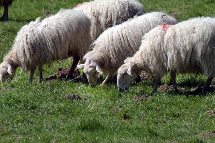 Un automobiliste en Italie fonce délibérément sur un troupeau de moutons, menacé de quatre ans de prison
