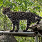 Un chat-tigre identifié en Bolivie est la première nouvelle espèce depuis un siècle