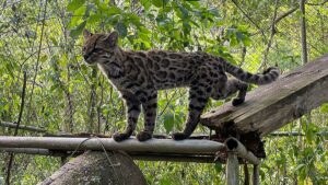 Un chat-tigre identifié en Bolivie est la première nouvelle espèce depuis un siècle