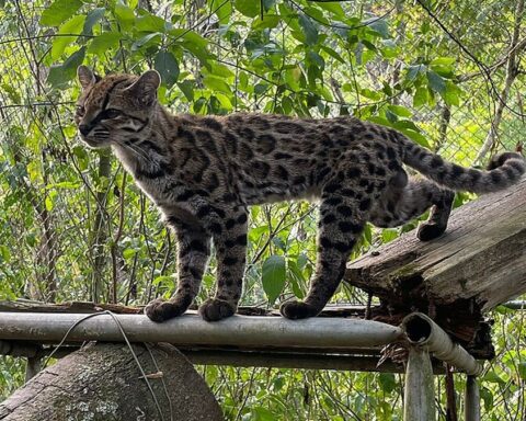 Un chat-tigre identifié en Bolivie est la première nouvelle espèce depuis un siècle