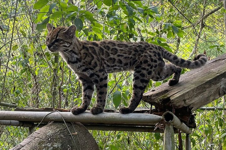 Un chat-tigre identifié en Bolivie est la première nouvelle espèce depuis un siècle