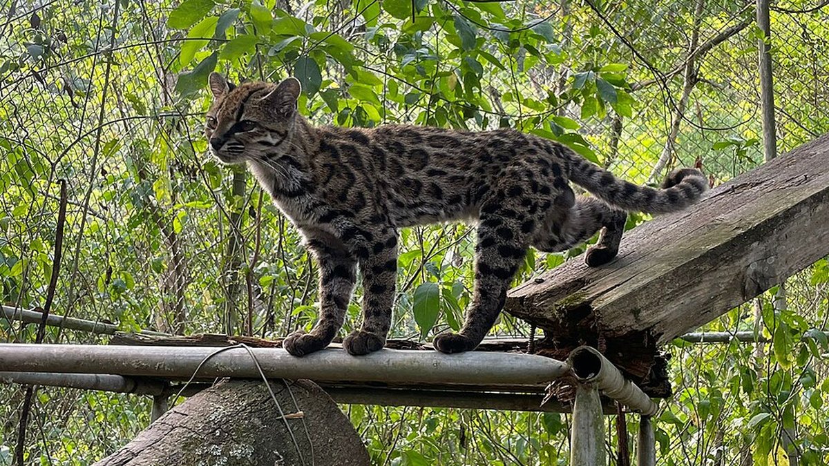 Un chat-tigre identifié en Bolivie est la première nouvelle espèce depuis un siècle