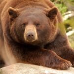Un couple californien attaqué par un ours : leur chienne Cassie tuée en protégeant ses maîtres