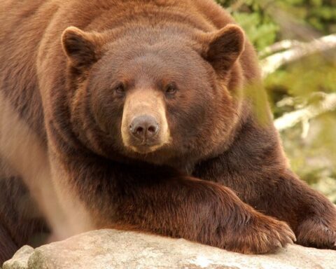 Un couple californien attaqué par un ours : leur chienne Cassie tuée en protégeant ses maîtres