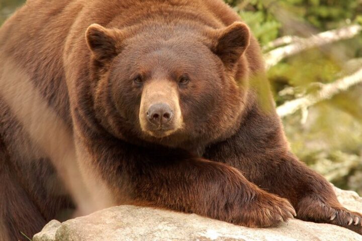 Un couple californien attaqué par un ours : leur chienne Cassie tuée en protégeant ses maîtres