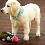 Un intrus s'introduit dans une maison de San Diego, le chien l'accueille en jouant