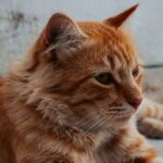 Un Lyonnais parcourt 800 km chaque week-end pendant trois mois pour retrouver son chat à Vinassan-Narbonne Nord