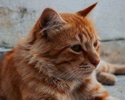 Un Lyonnais parcourt 800 km chaque week-end pendant trois mois pour retrouver son chat à Vinassan-Narbonne Nord