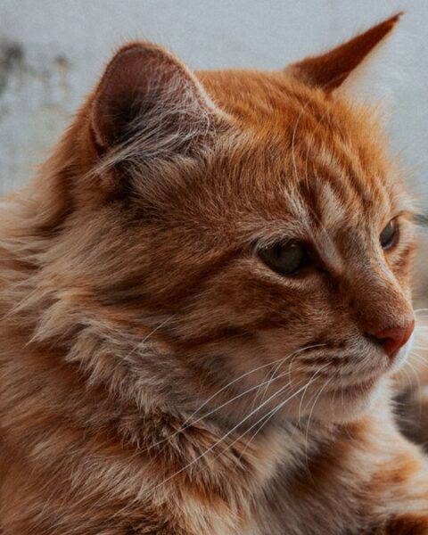 Un Lyonnais parcourt 800 km chaque week-end pendant trois mois pour retrouver son chat à Vinassan-Narbonne Nord