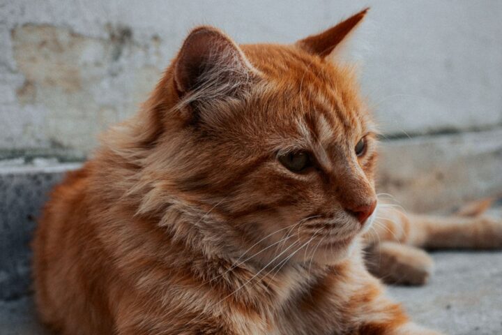 Un Lyonnais parcourt 800 km chaque week-end pendant trois mois pour retrouver son chat à Vinassan-Narbonne Nord