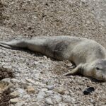 Une épave de la Seconde Guerre mondiale, refuge d'un phoque moine rare en Méditerranée